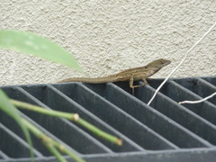 Anolis sagrei