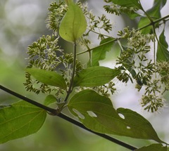 Otopappus tequilanus