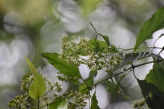 Critonia quadrangularis