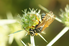 Cerceris tuberculata