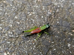 Acrididae