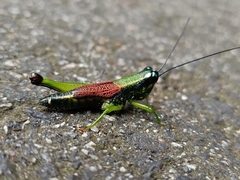 Acrididae