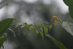 Otopappus tequilanus