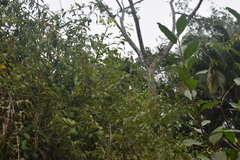 Otopappus tequilanus