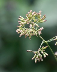 Critonia quadrangularis