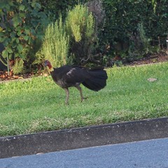 Alectura lathami lathami