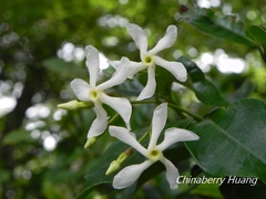 Trachelospermum lucidum