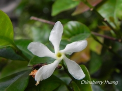 Trachelospermum lucidum