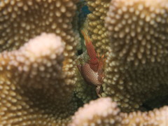 Trapezia rufopunctata