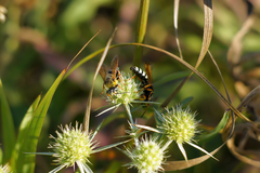 Cerceris tuberculata