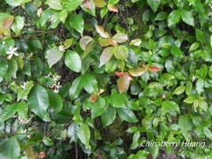 Trachelospermum lucidum