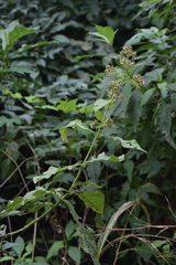 Critonia quadrangularis