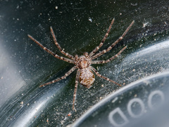 Rhysodromus pictus