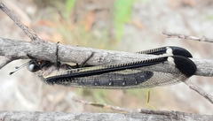 Stilbopteryx costalis