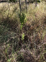 Pterocaulon serrulatum
