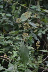 Critonia quadrangularis