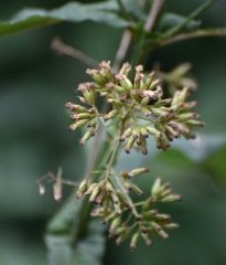 Critonia quadrangularis