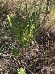 Pterocaulon serrulatum