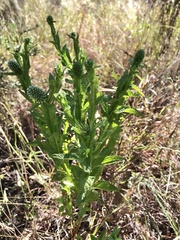 Pterocaulon serrulatum
