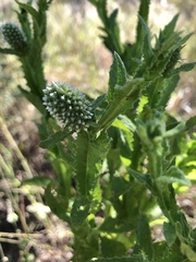 Pterocaulon serrulatum