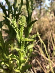 Pterocaulon serrulatum