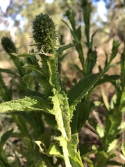 Pterocaulon serrulatum