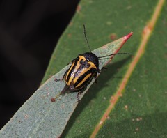 Cadmus australis
