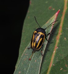 Cadmus australis