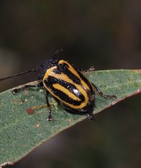 Cadmus australis