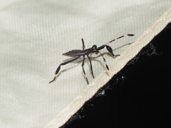 Gelonus tasmanicus