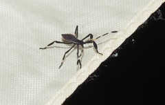 Gelonus tasmanicus