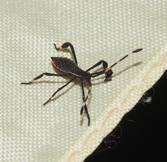 Gelonus tasmanicus