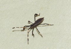 Gelonus tasmanicus