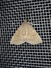 Focillidia texana