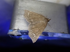 Focillidia texana