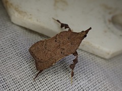 Galasa nigripunctalis