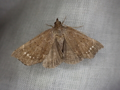 Focillidia texana
