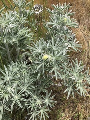 Lupinus leucophyllus