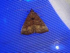 Hypena lollia