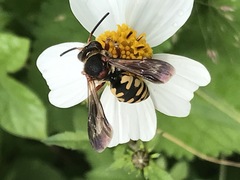 Triepeolus intrepidus