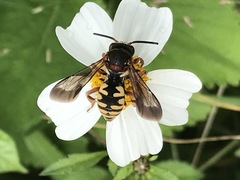 Triepeolus intrepidus