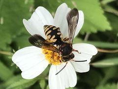 Triepeolus intrepidus