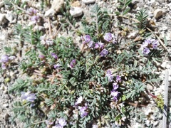 Astragalus micranthellus