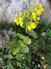 Calceolaria plectranthifolia