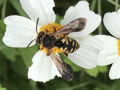 Triepeolus intrepidus