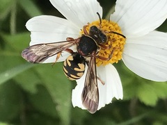 Triepeolus intrepidus