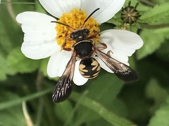 Triepeolus intrepidus