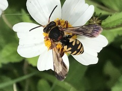 Triepeolus intrepidus