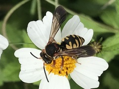 Triepeolus intrepidus