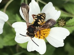 Triepeolus intrepidus